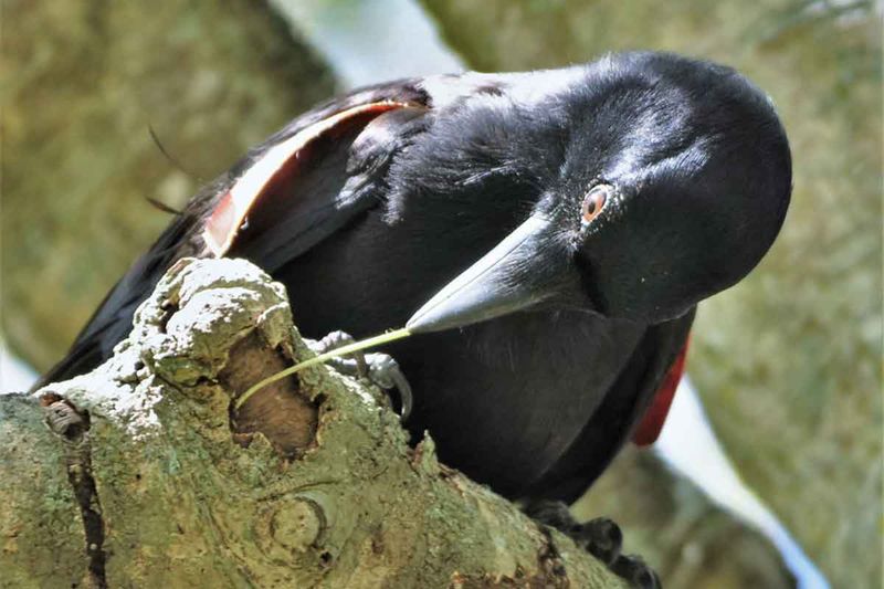 Crows And Tool Use: Implications For Human Evolution