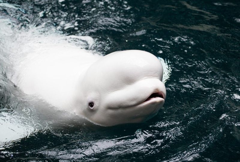 Beluga Whales: Smiling Arctic Socialites With Bendy Necks