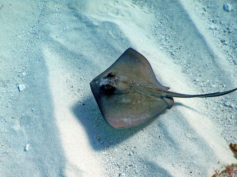 Stingrays: Unexpected Problem-Solvers