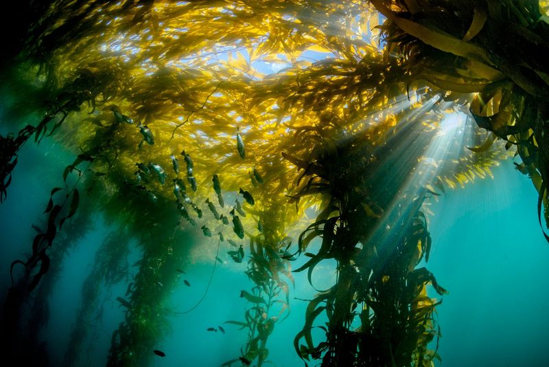 Giant Kelp: Underwater Forest Creators