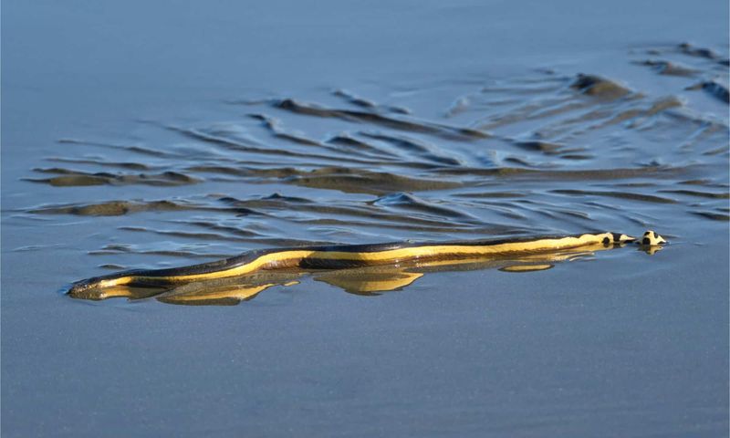Yellow-bellied Sea Krait