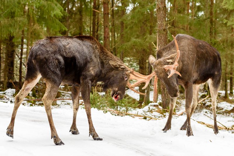 Moose's Seasonal Fury