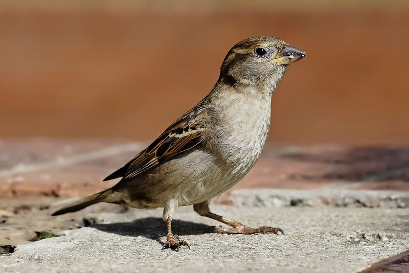 House Sparrows
