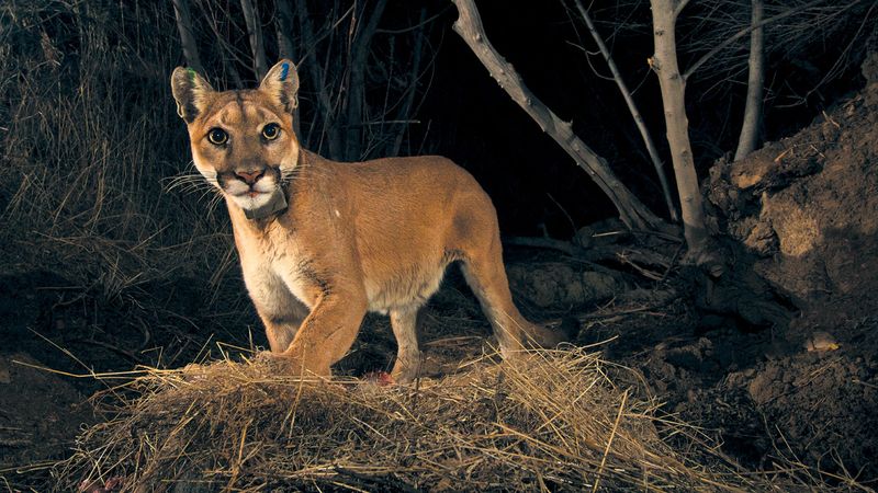 Mountain Lions