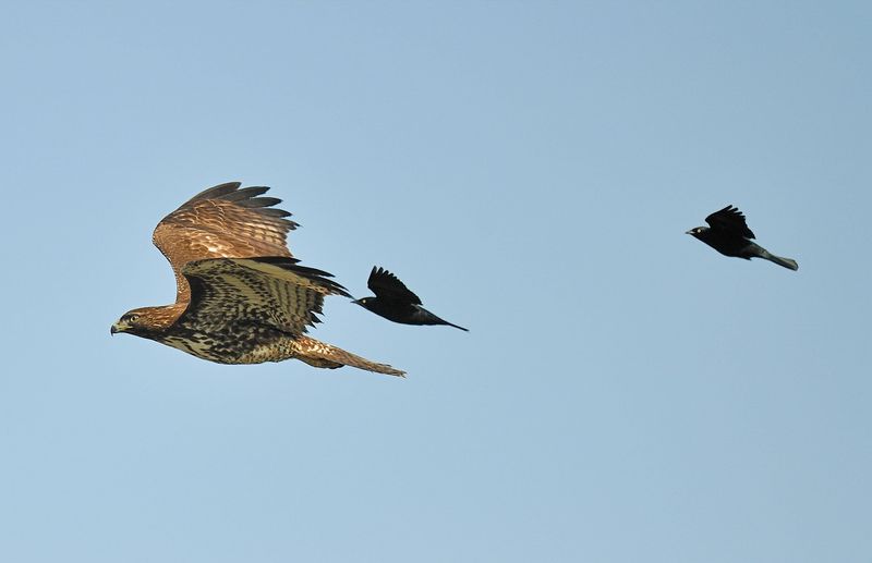 Birds' Mobbing Behavior