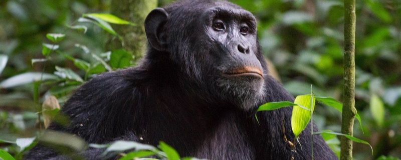 Chimpanzees