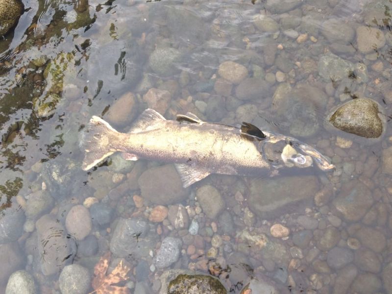 Salmon