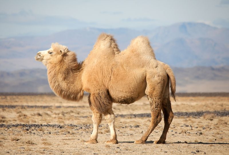 Camels Don't Store Water In Their Humps