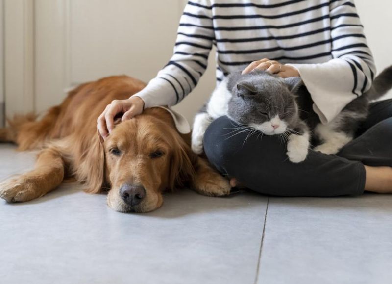 Dogs May Actually Feel Jealousy