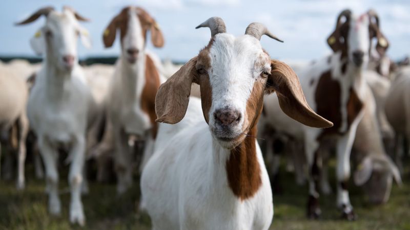 Goats: Unexpected Puzzle Masters