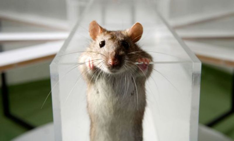 Rats: Small Bodies, Big Lie-Detecting Brains