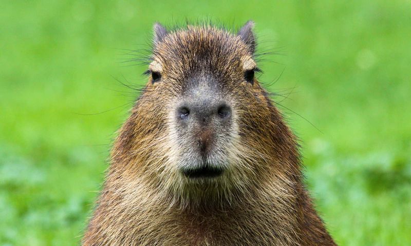 Capybaras: Nature's Zen Masters