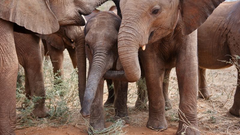 Elephants: Giants With Tender Hearts