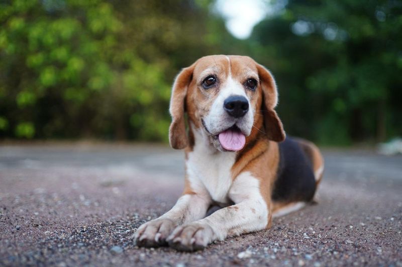 Beagles: The Forgiving Breed