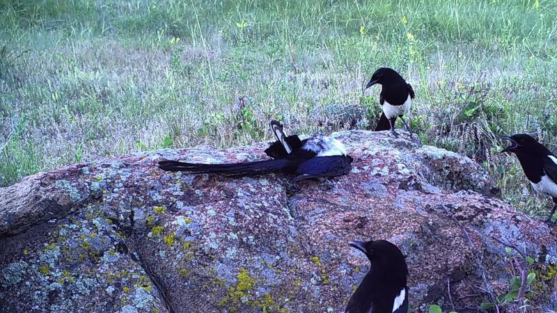Magpies Lay Grass On Their Dead