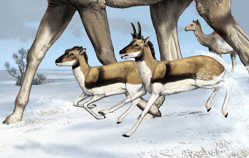 Antelopes Inhabited Texas Millions Of Years Ago