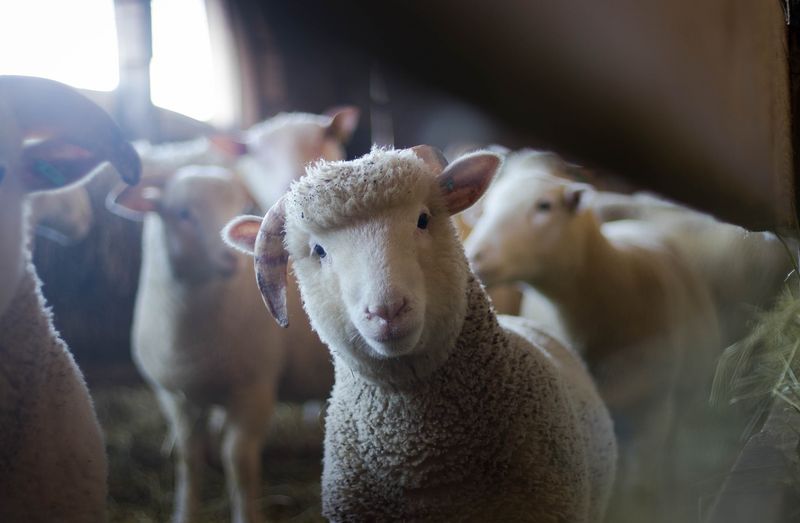 Sheep's Surprising Facial Memory