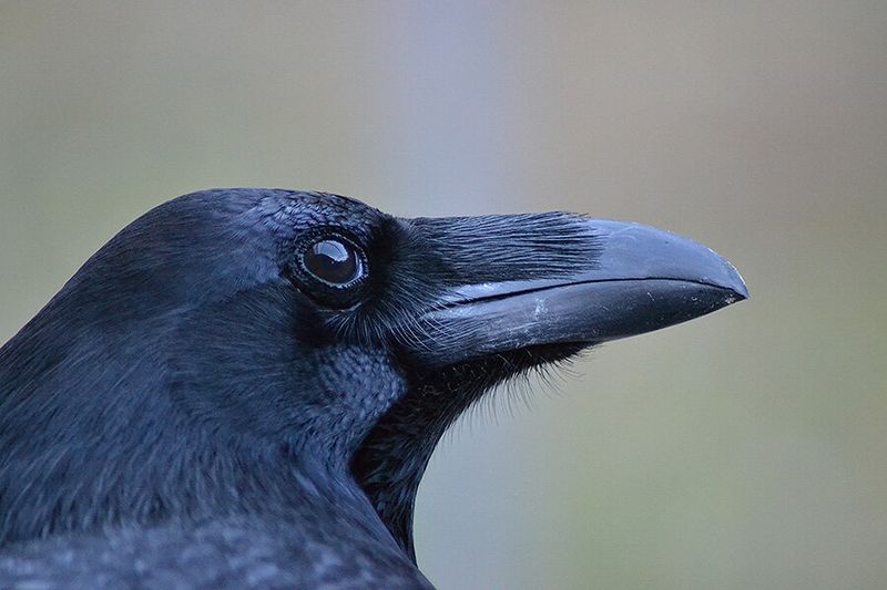 Ravens Understand Fairness Like Humans Do