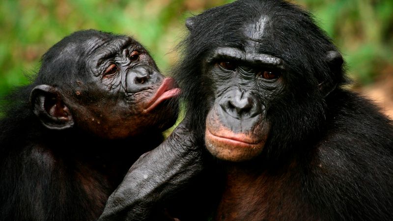 Bonobos Laugh To Make Friends