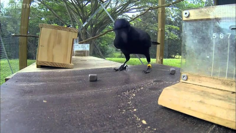 Ravens Solving Multi-Step Puzzles