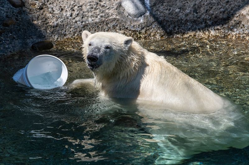 Polar Bears: Arctic Budget Breakers