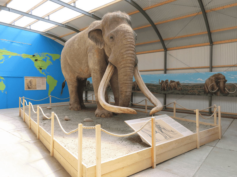 Mammuthus Meridionalis (Southern Mammoth)
