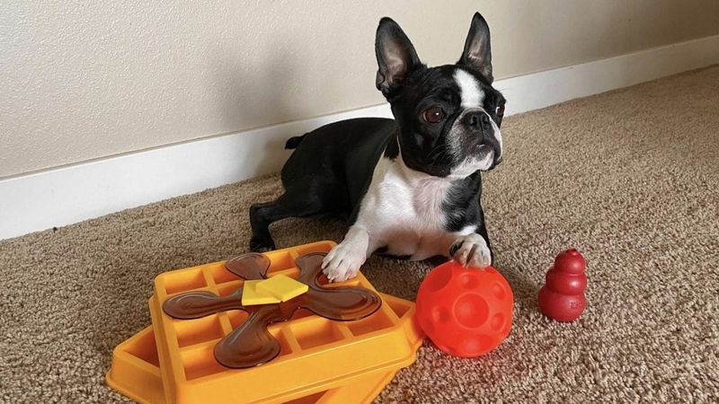 Food Puzzle Toys