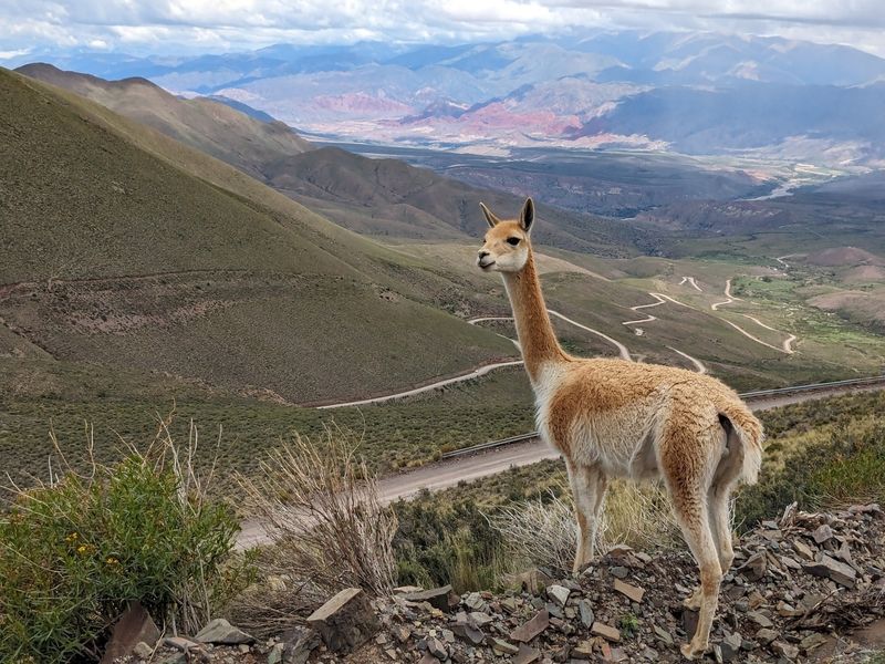 Weather-Defying Vicuñas
