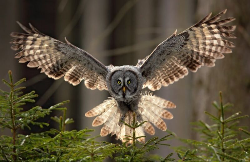 Great Gray Owl: The Phantom of the North