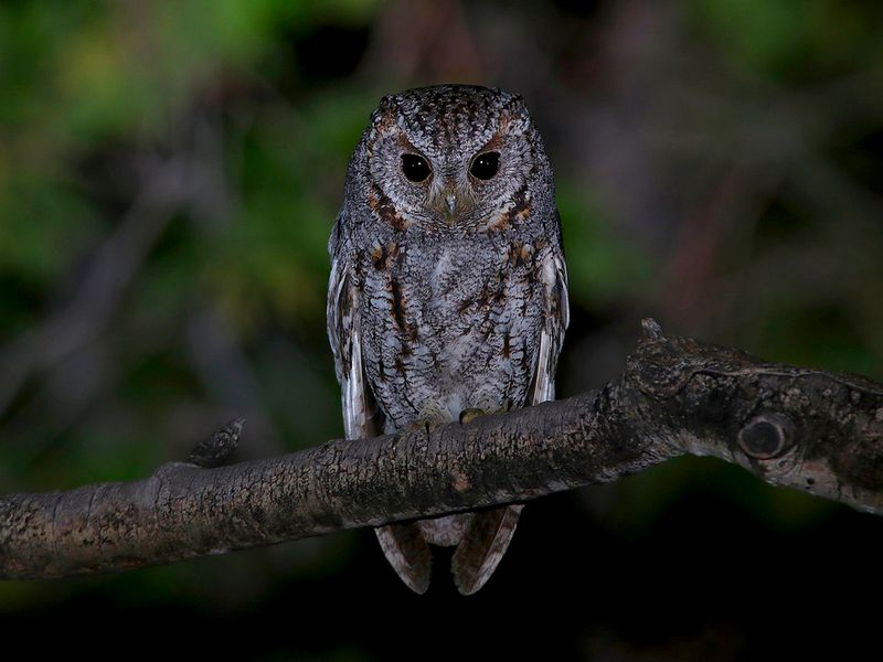 Flammulated Owl