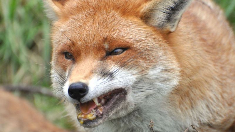 Rabid Fox Incident In Georgia