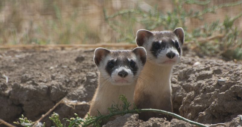 Black-Footed Ferret: Prairie Phantom