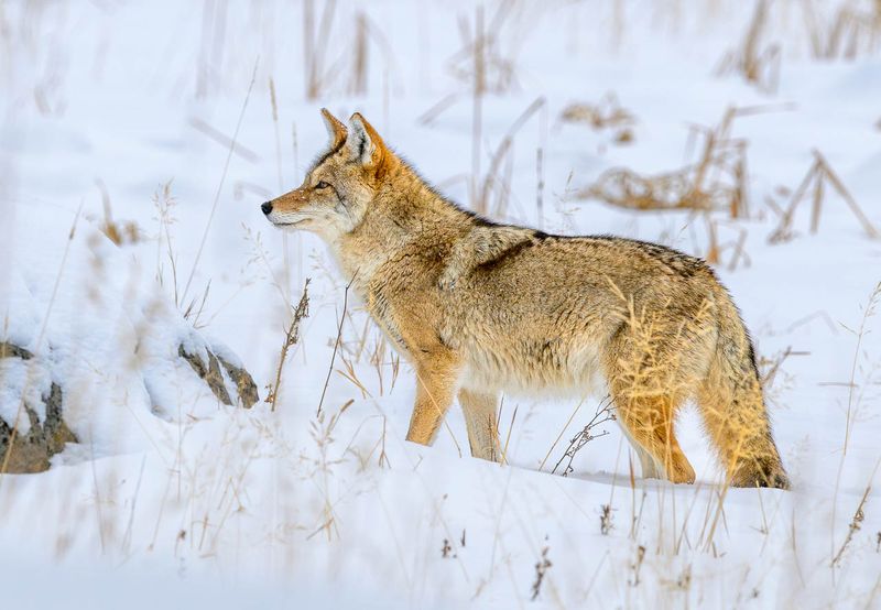 Coyote - Adaptable Survivors