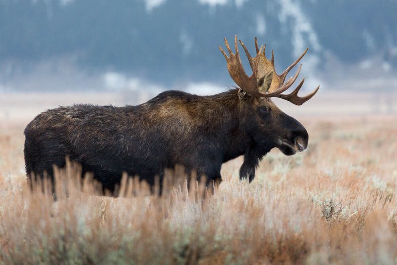 Moose