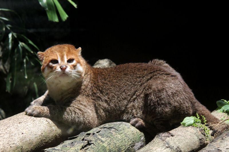 Efforts To Protect The Flat-Headed Cat