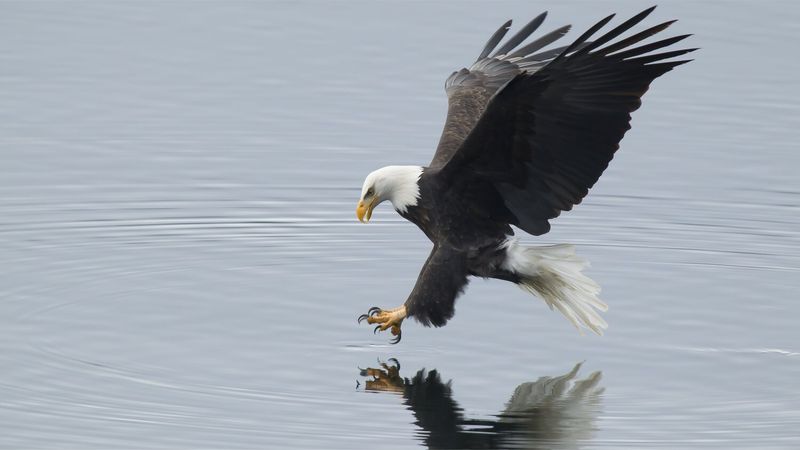 Bald Eagles Soaring Over Reelfoot Lake