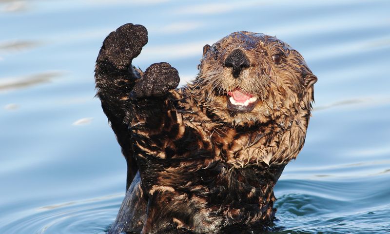 Playful River Otters