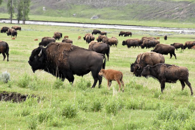 Massive American Bison