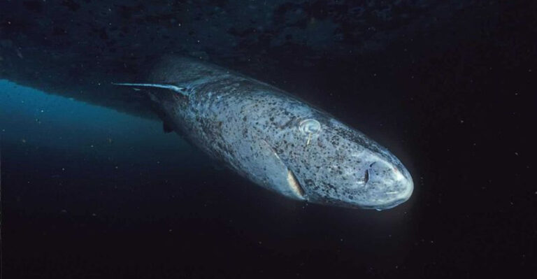 Elusive Greenland Sharks Spotted In The Deep Ocean