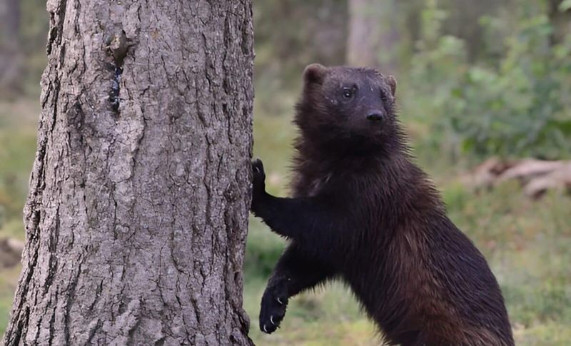The Return Of The Wolverine