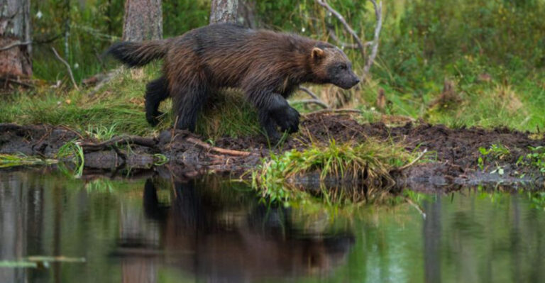 Elusive Predator, Once Hunted To Extinction, Makes A Stunning Comeback In Its Original Territory