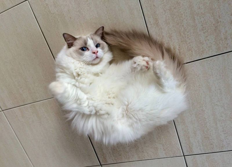 Learn Cat Body Language Fluently