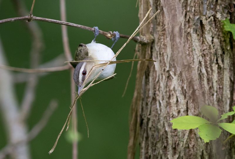 Offer Diverse Nesting Materials