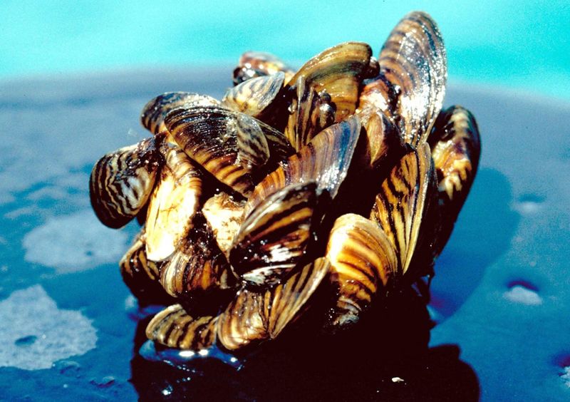 Zebra Mussels: Tiny Shells, Massive Problems