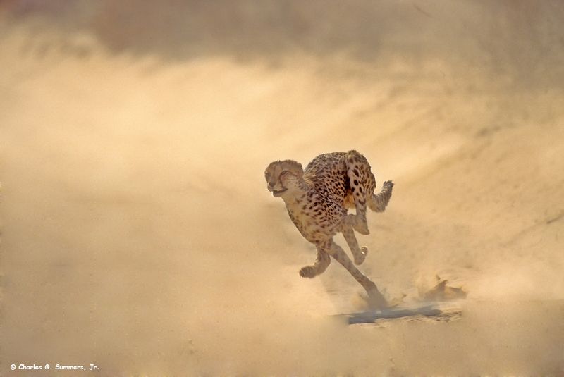 Speed Demons Of The Savanna