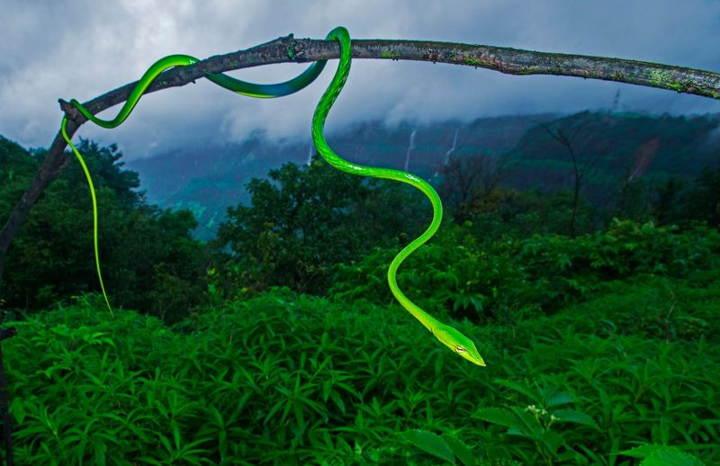 Vine Snake's Slender Deception