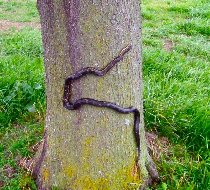 Rat Snake