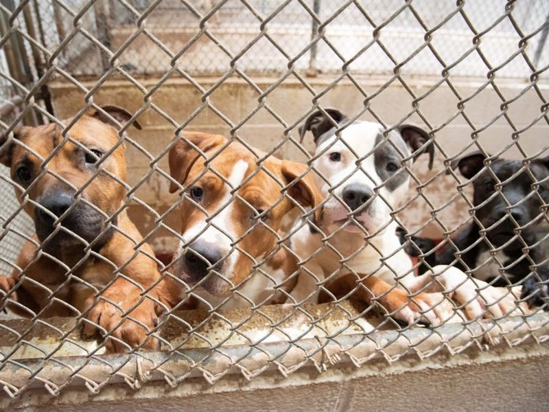 Animal Shelters Struggle To Stay Operational