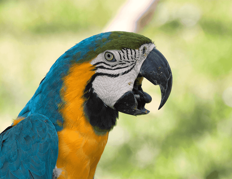 Beaks That Regrow Like Fingernails