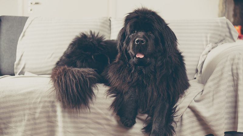 Blanket Substitutes: Newfoundlands